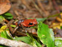 Imagem de Andinobates opisthomelas (Boulenger 1899)