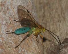 Image of Theronia maculosa Krieger 1906