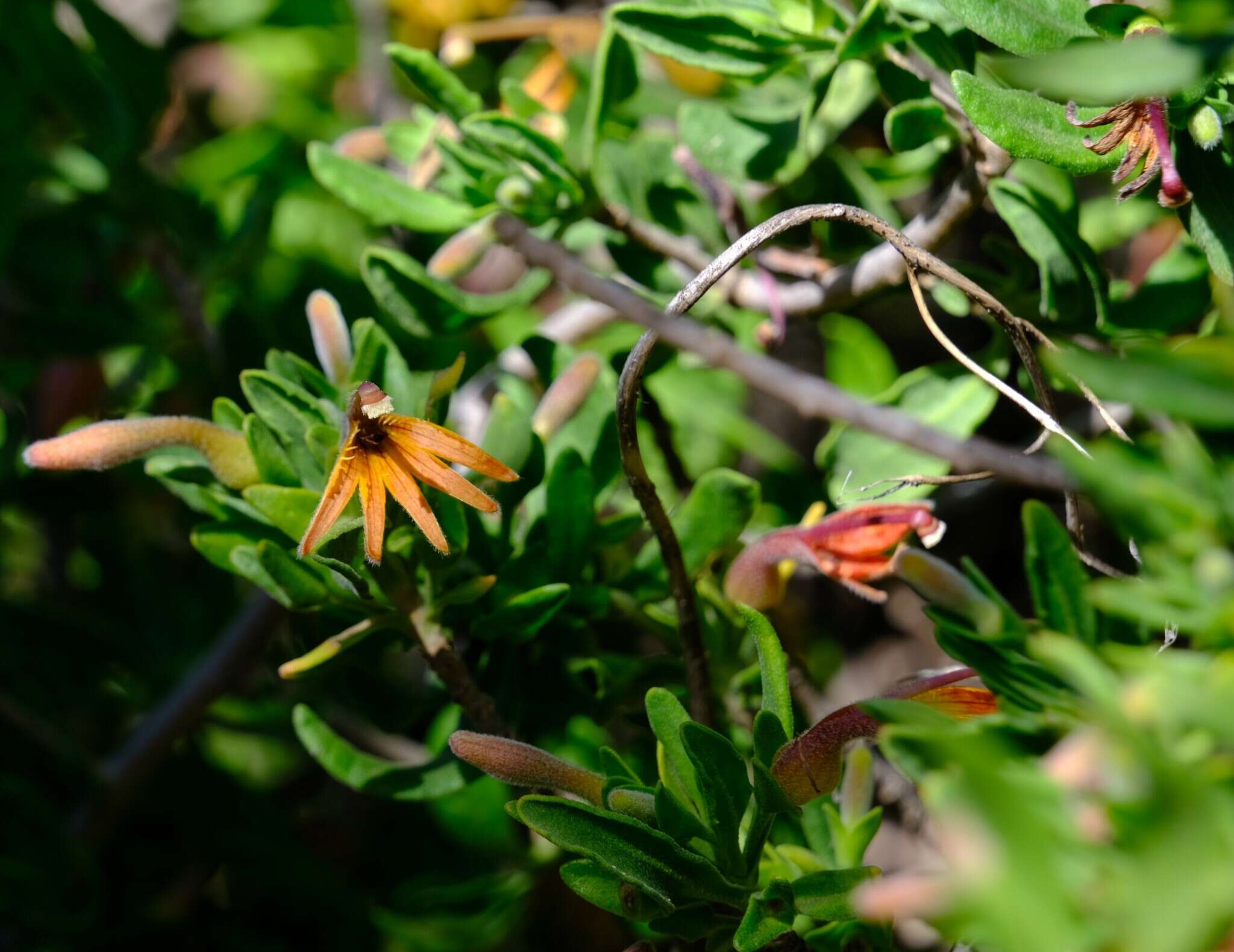 Scaevola tomentosa Gaud. resmi