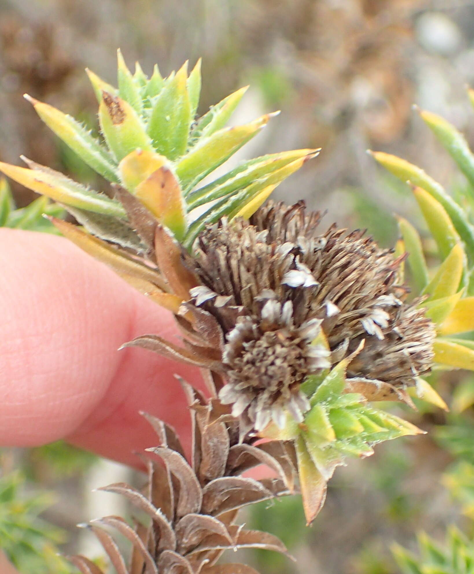 Image of Oedera steyniae (L. Bolus) A. A. Anderberg & K. Bremer