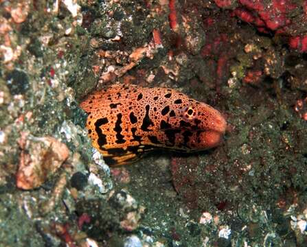 Image de Gymnothorax chlamydatus Snyder 1908