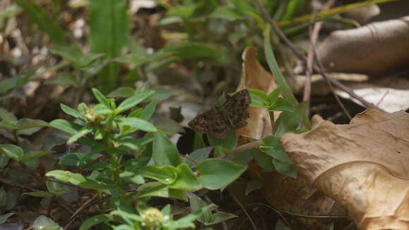 Image of Staphylus lenis