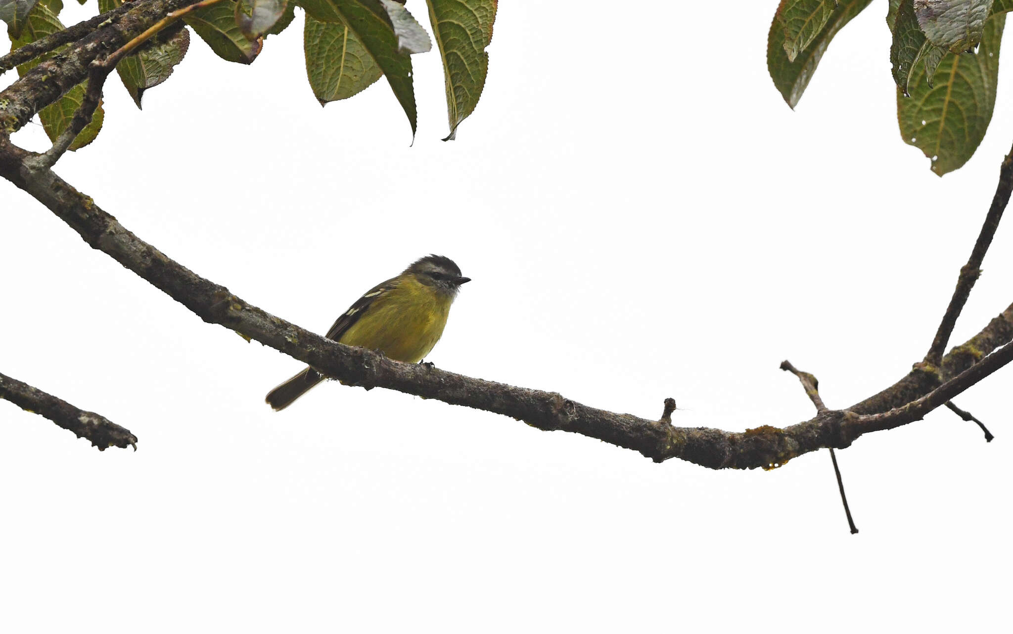 Phyllomyias nigrocapillus (Lafresnaye 1845) resmi