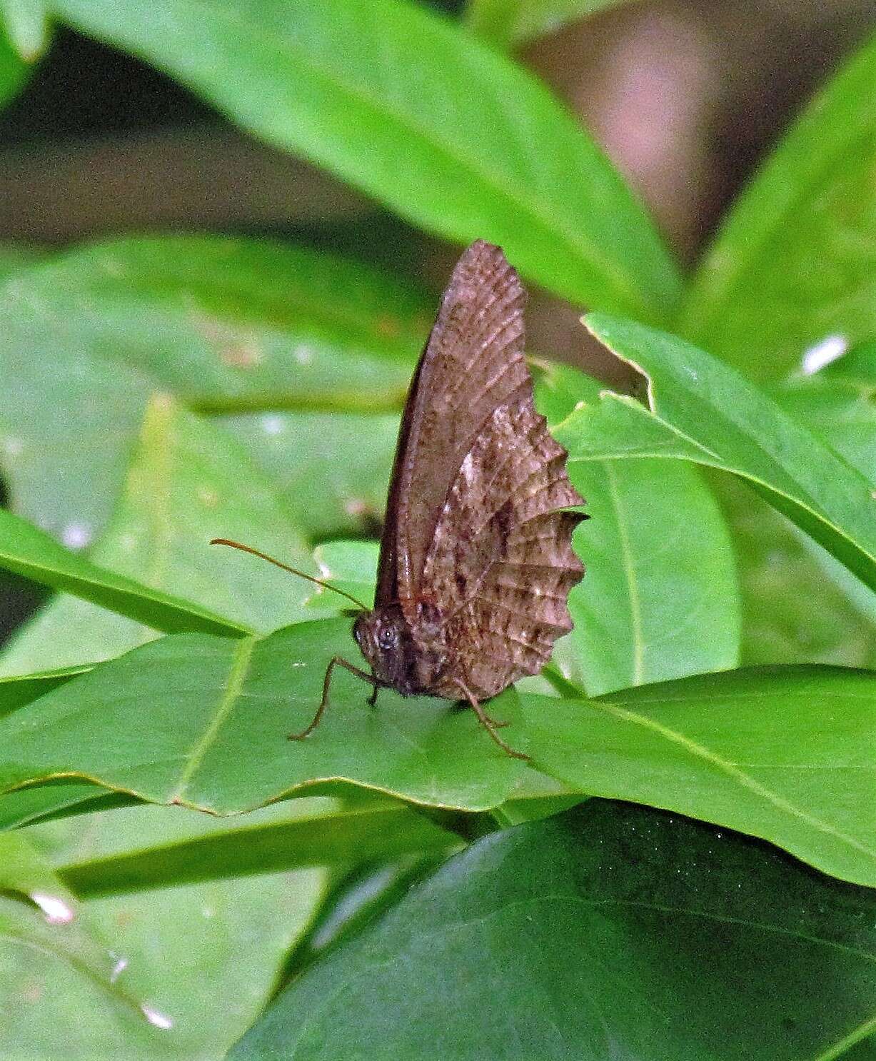 Image of Praepedaliodes phanias Hewitson 1861