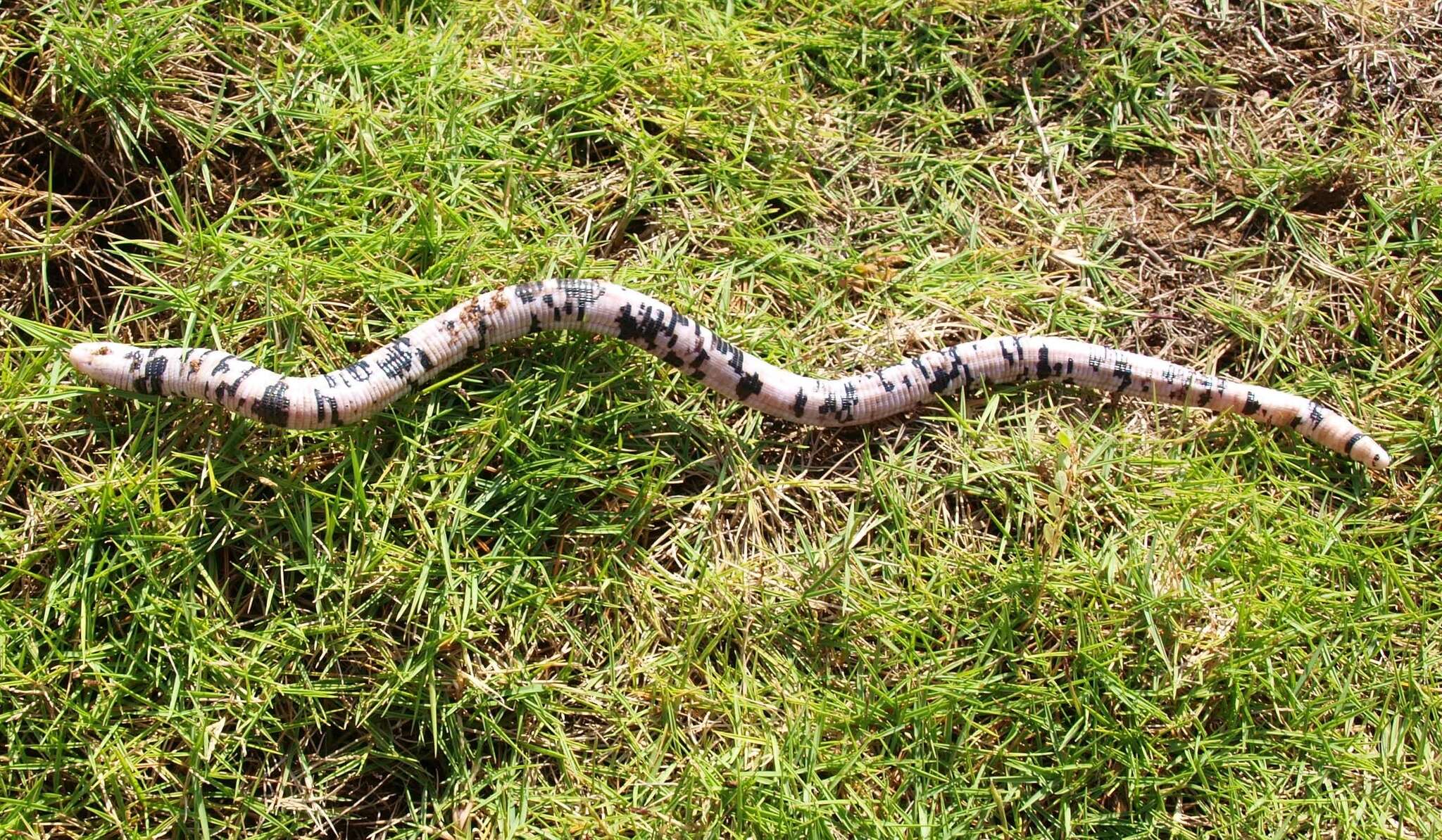 Image of Speckled Worm Lizard