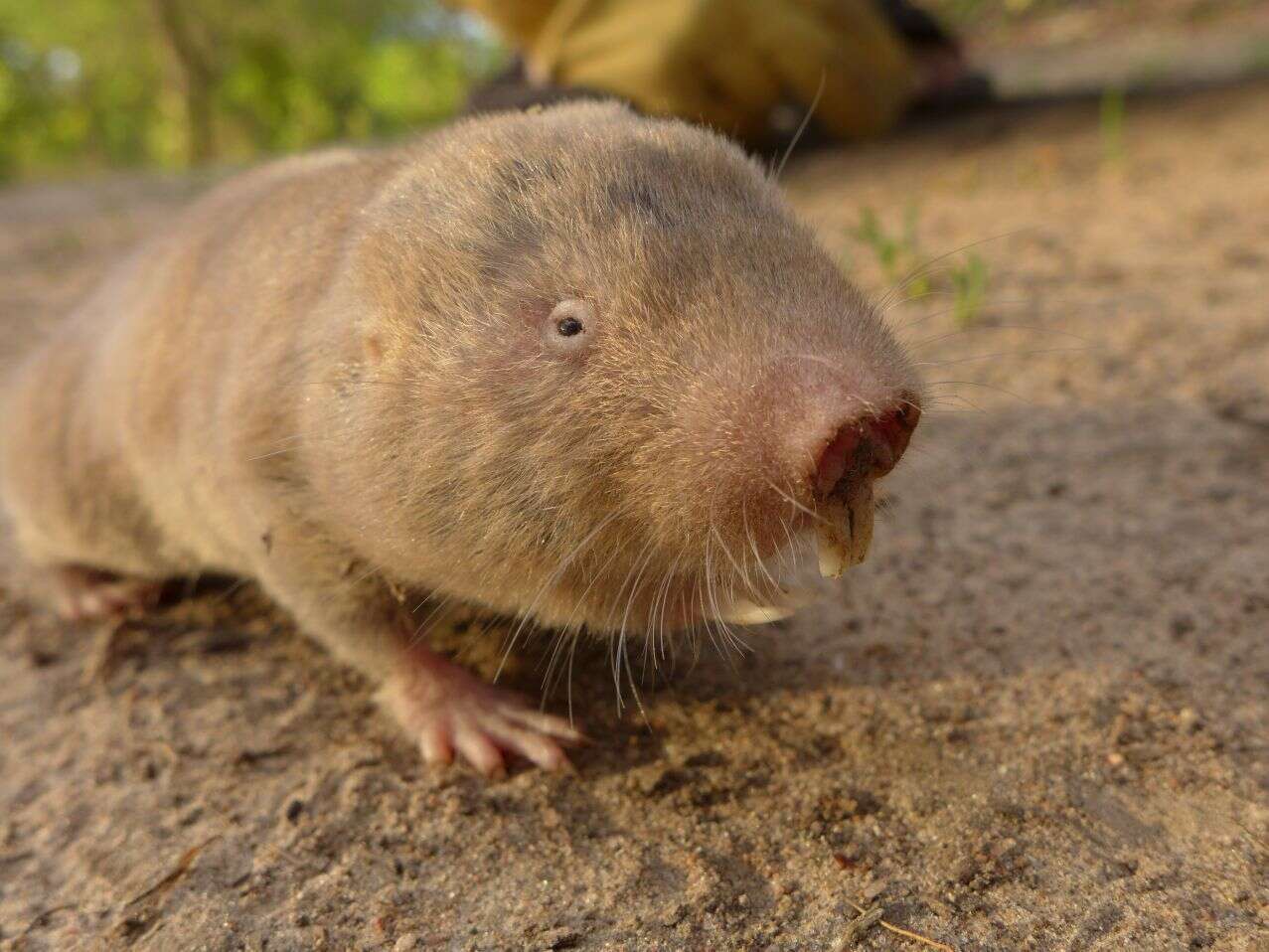 Image of Giant Mole-rat