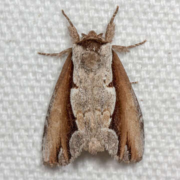 Image of Double-toothed Prominent