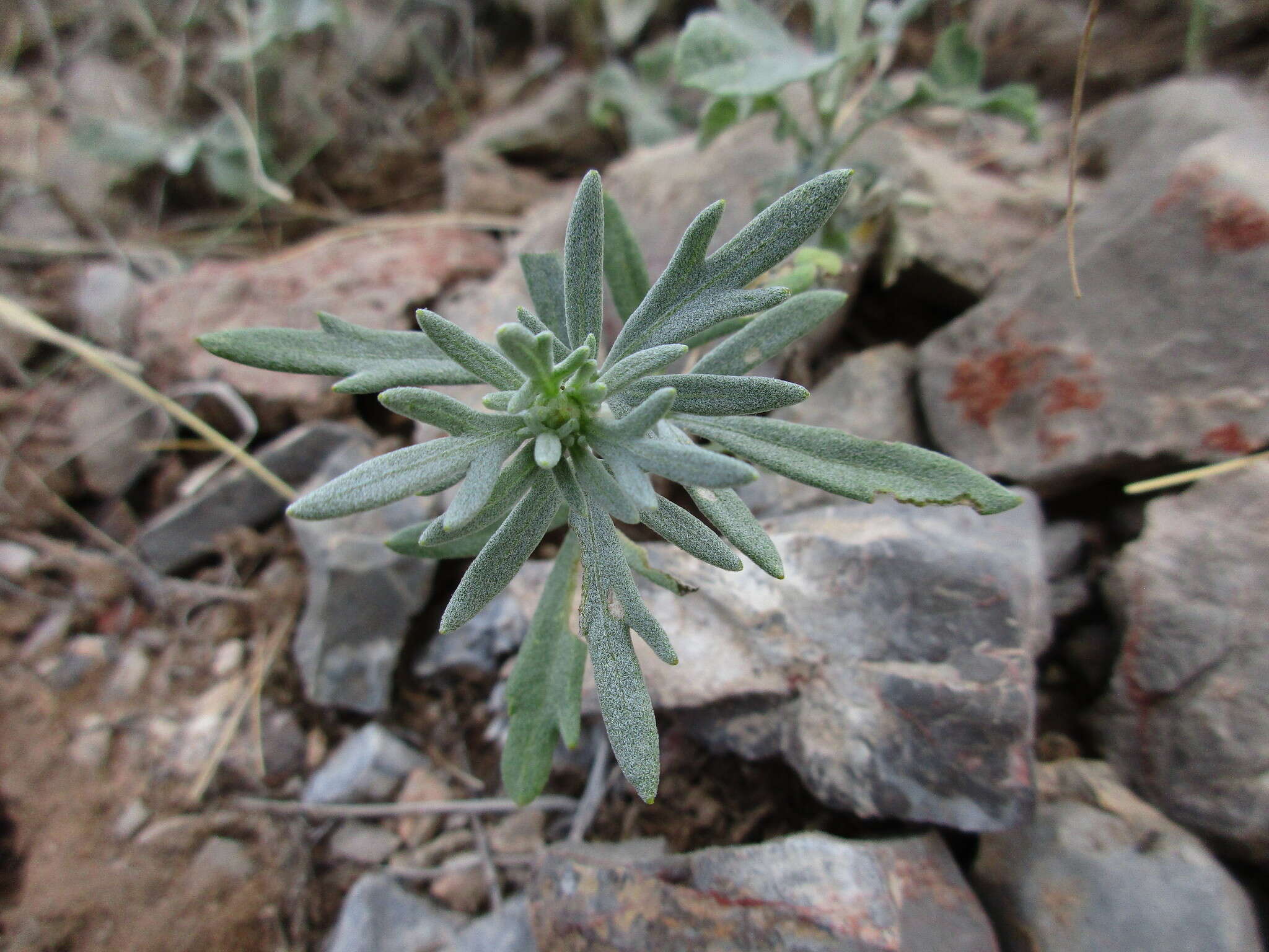 Image of hairyseed bahia