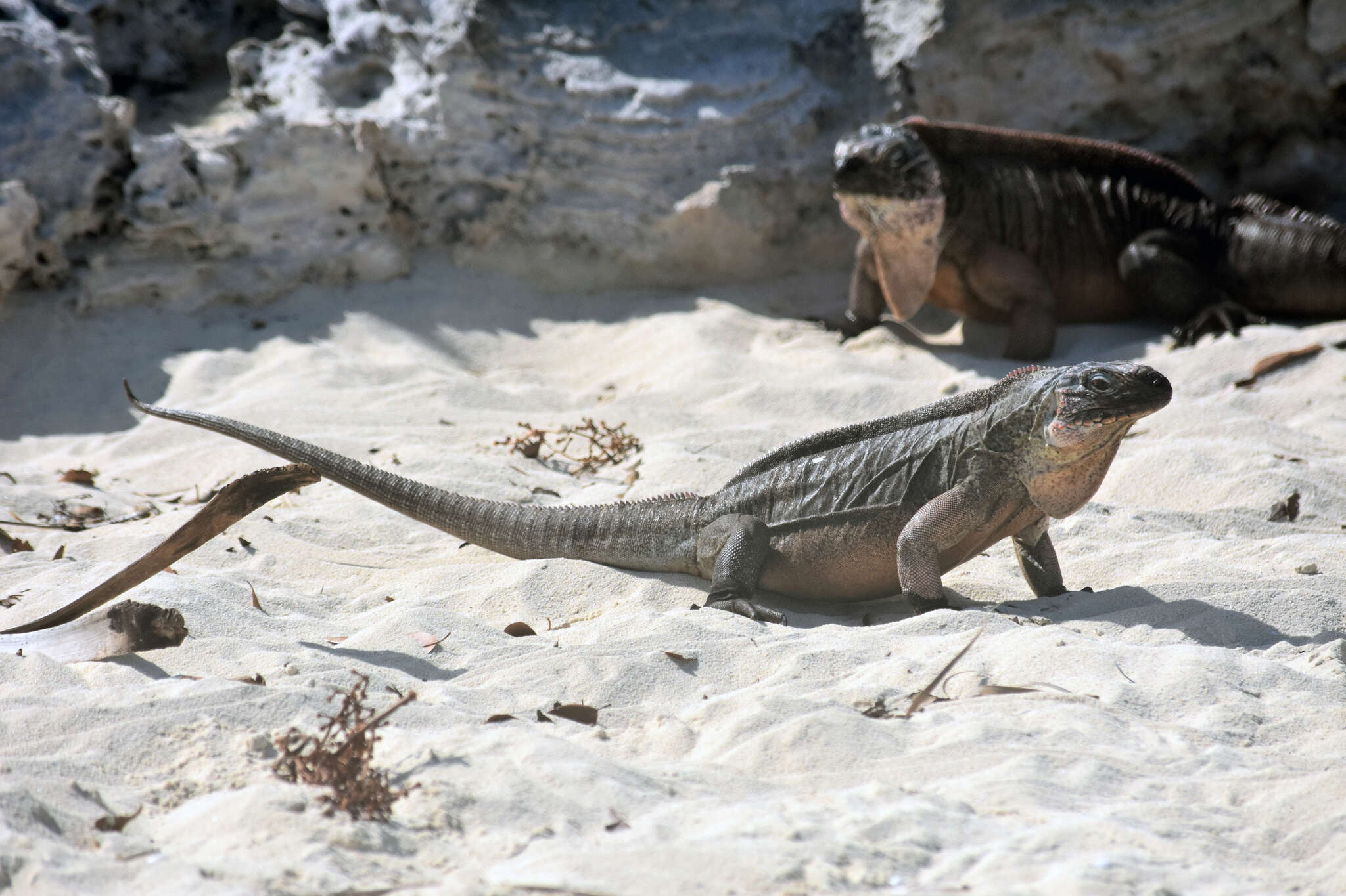 Image of Andros Island Iguana