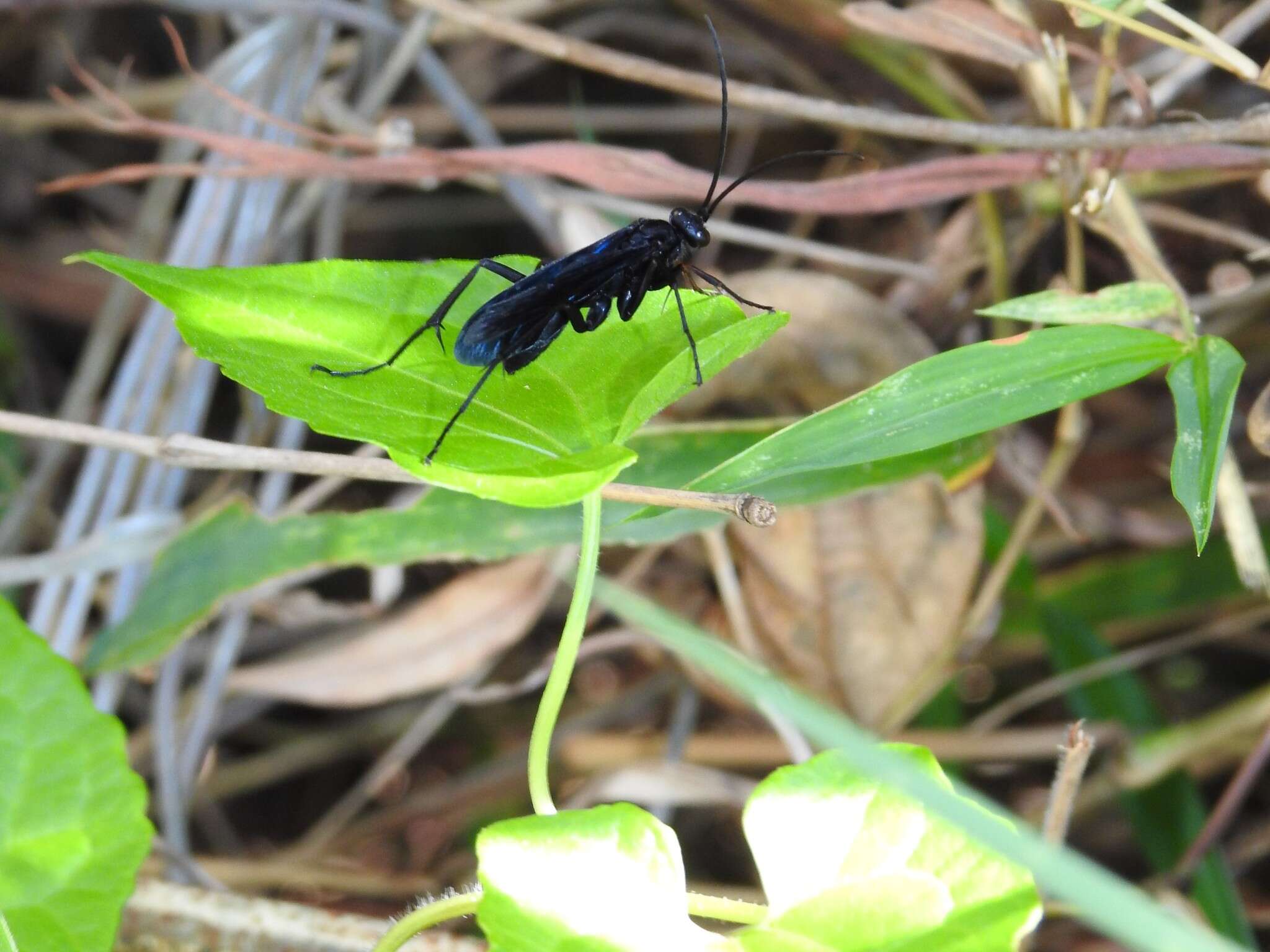 Cyphononyx bipartitus (Lepeletier 1845) resmi