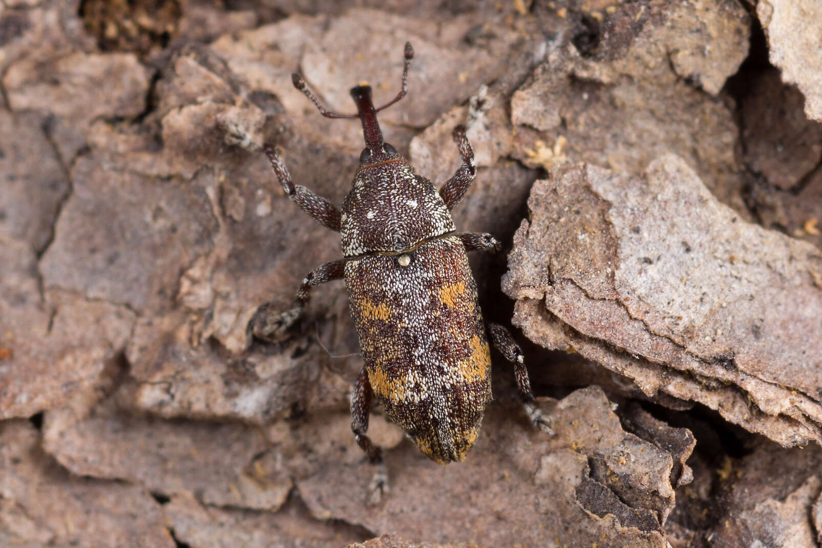 Image of Banded Pine Weevil