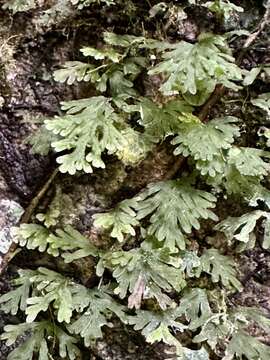 Image of Crepidomanes humile (G. Forst.) Bosch