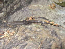 Слика од Tropidophorus berdmorei (Blyth 1853)