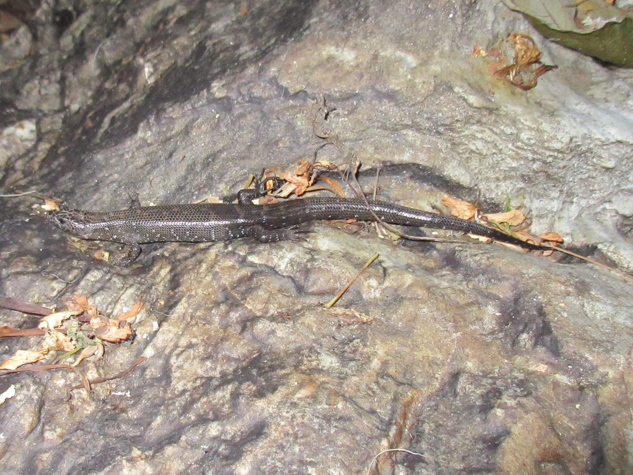 Слика од Tropidophorus berdmorei (Blyth 1853)