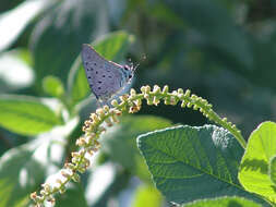 Image of Pseudolycaena marsyas (Linnaeus 1758)