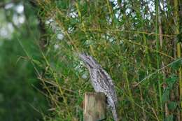 Image of Tawny Frogmouth