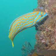 Image of Blue and yellow wrasse