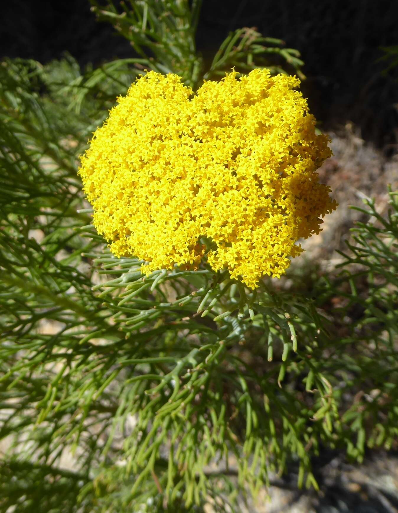 Image of Hymenolepis crithmifolia (L.) Greuter, M. V. Agab. & Wagenitz