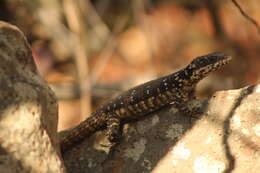 Image of Warren's girdled lizard