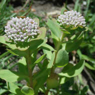 Image of Hylotelephium anacampseros (L.) H. Ohba