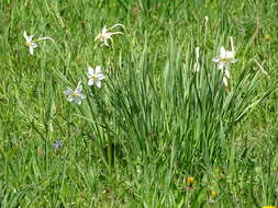 Narcissus poeticus subsp. radiiflorus (Salisb.) Baker的圖片