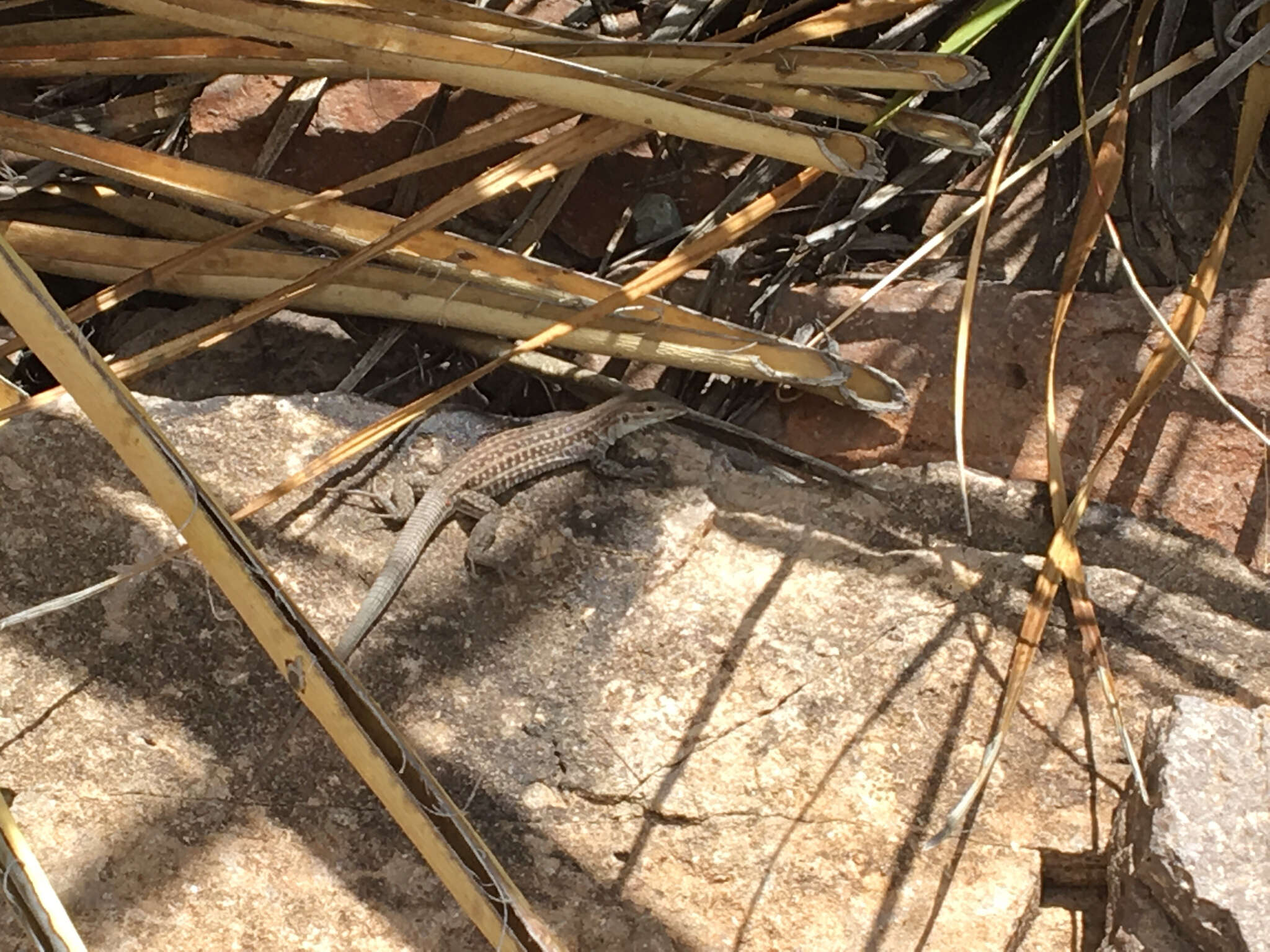 Image of Chihuahuan spotted whiptail