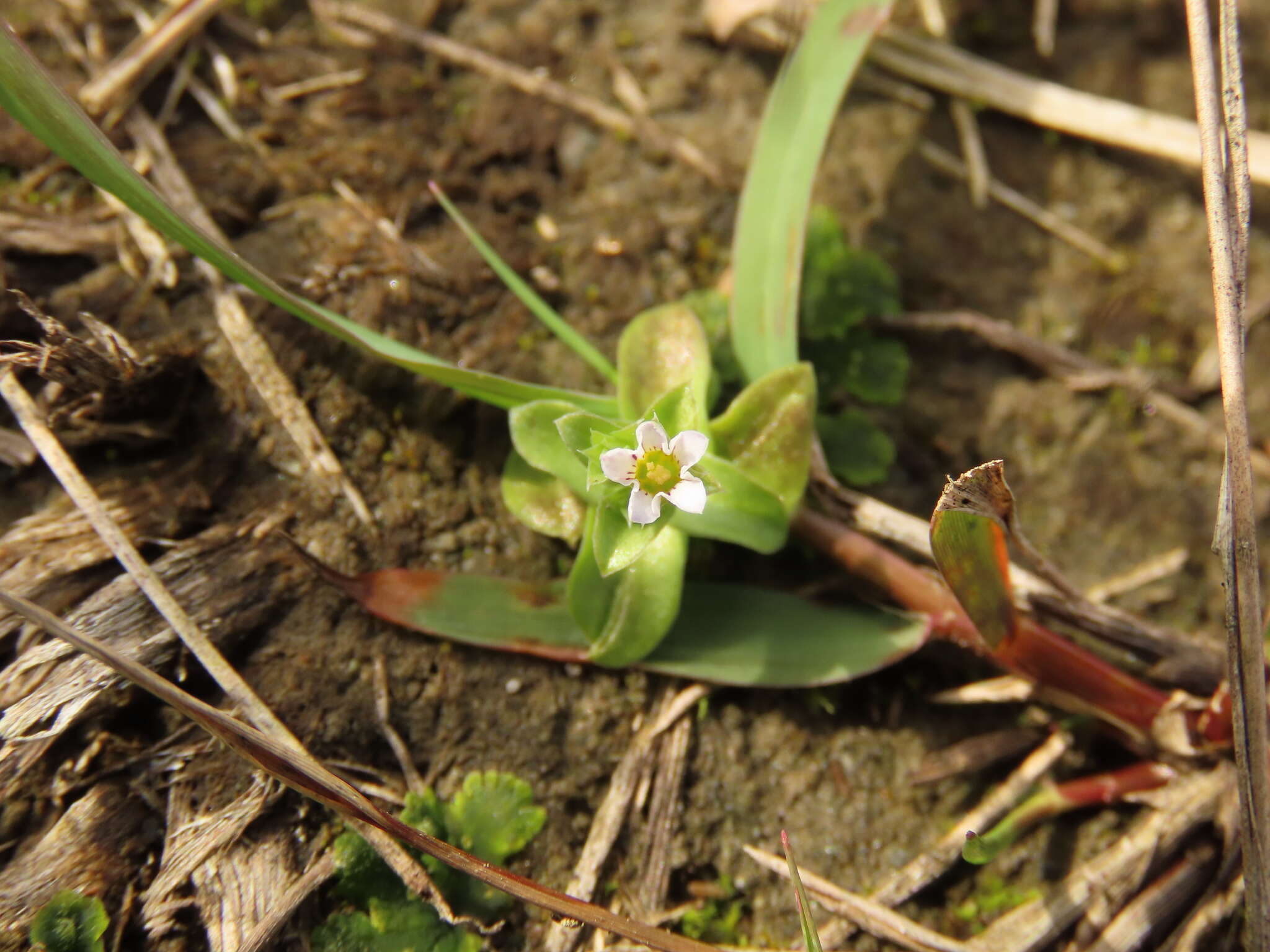 Image de Gentiana yokusai Burkill