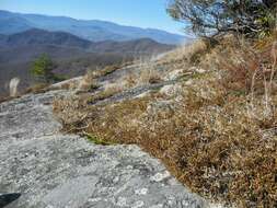 Image of twistedhair spikemoss