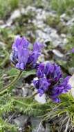 Image de Oxytropis lazica Boiss.