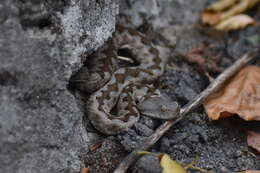 Image of Long-nosed Viper