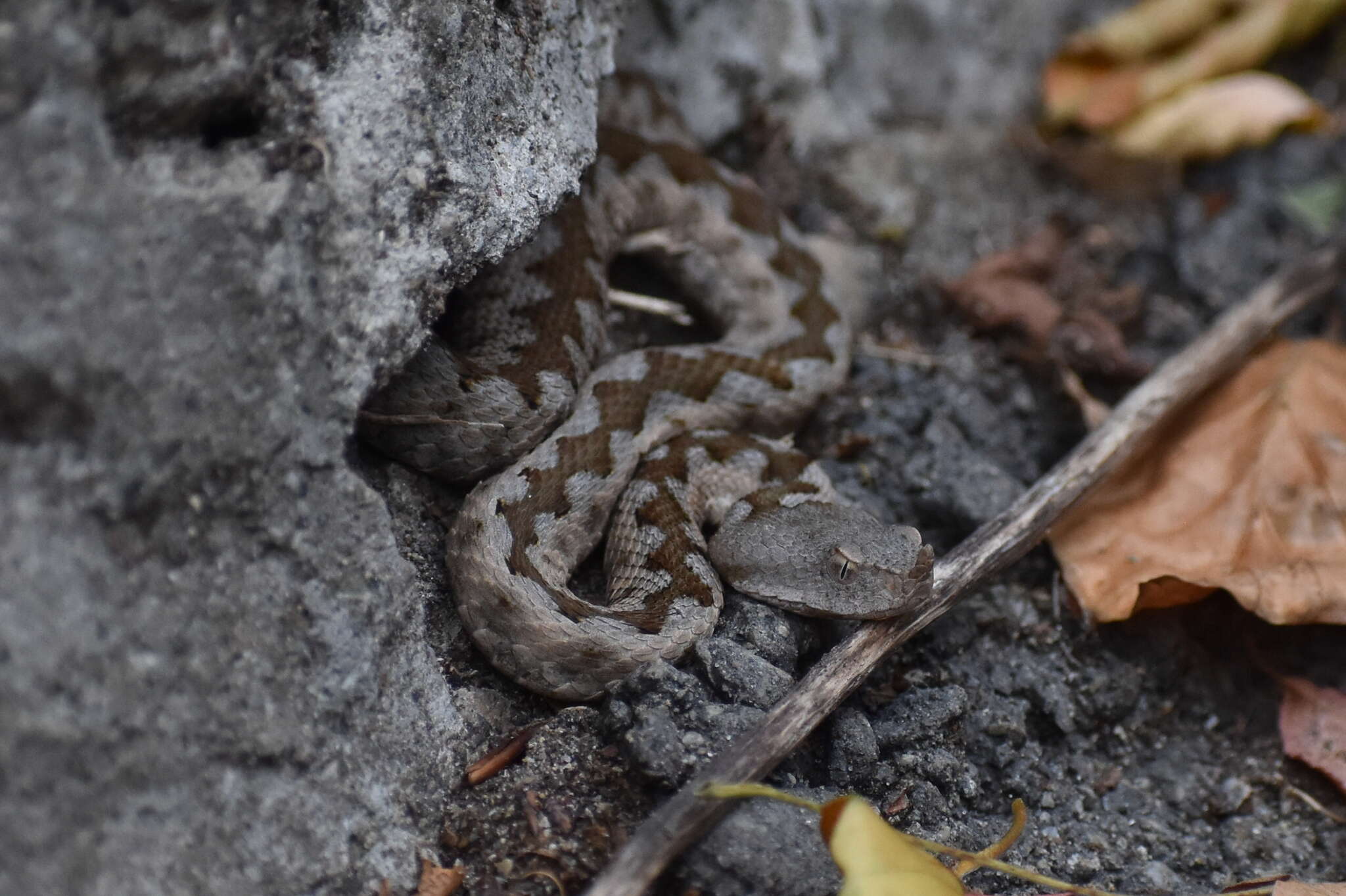 Image of Long-nosed Viper