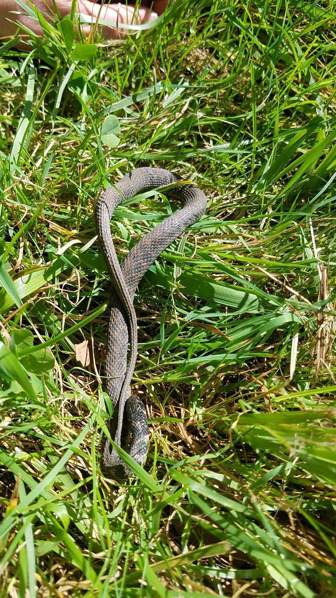 Image of Ohio Valley Water Snakes