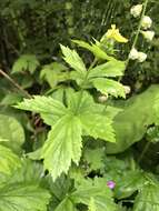 Imagem de Geum macrophyllum Willd.