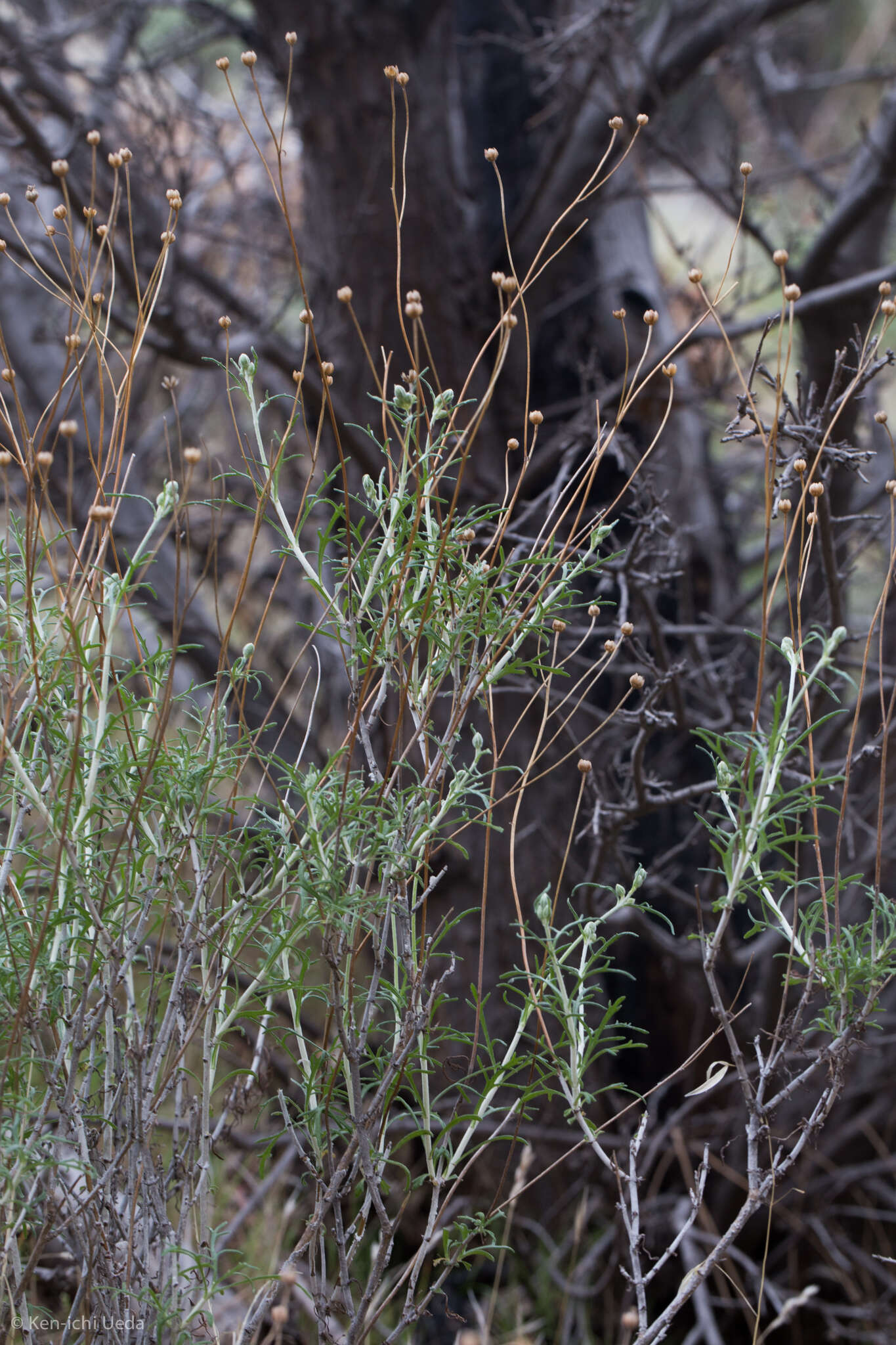 Image of Jepson's woolly sunflower