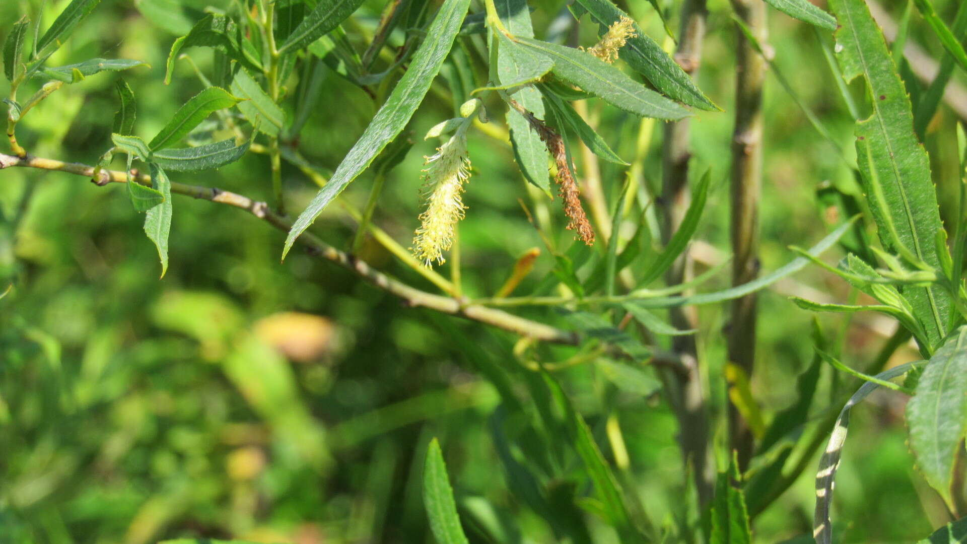 Image of Sandbar Willow