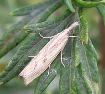 Image of Barred Grass-veneer