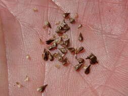 Carex wiegandii Mack.的图像