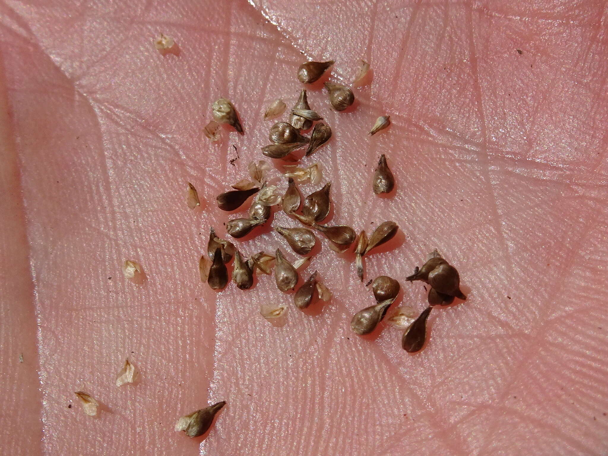 Carex wiegandii Mack.的图像