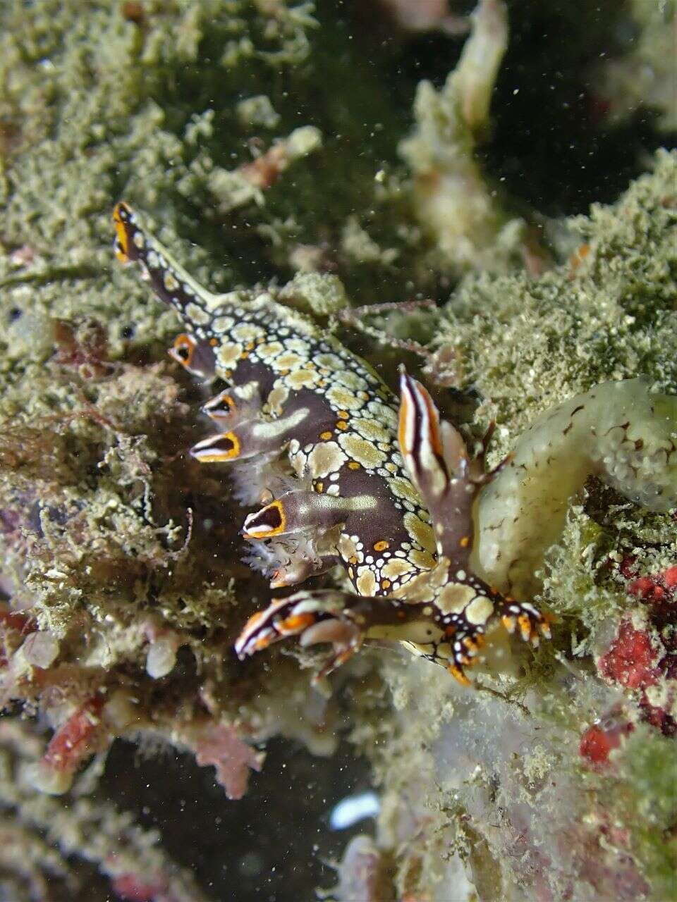 Image of Swimming nudibranch