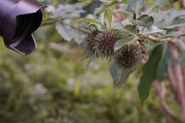 Image of bush allamanda