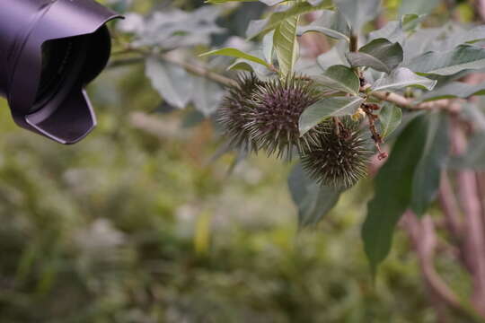 Image of bush allamanda