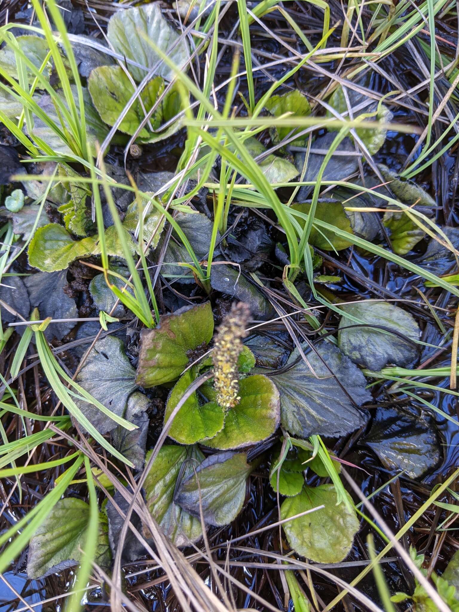 صورة Gunnera cordifolia (J. D. Hook.) J. D. Hook.