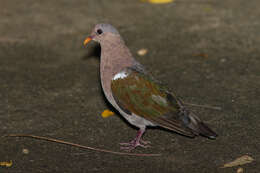 Sivun Chalcophaps longirostris Gould 1848 kuva