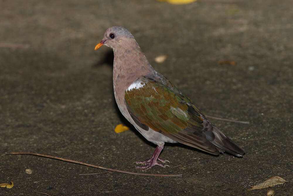 Sivun Chalcophaps longirostris Gould 1848 kuva