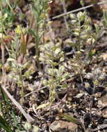 Image of Alyssum minutum Schlecht. ex DC.