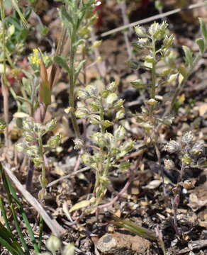 Plancia ëd Alyssum minutum Schlecht. ex DC.