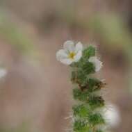 Image of Johnstonella grayi (Vasey & Rose) Hasenstab & M. G. Simpson