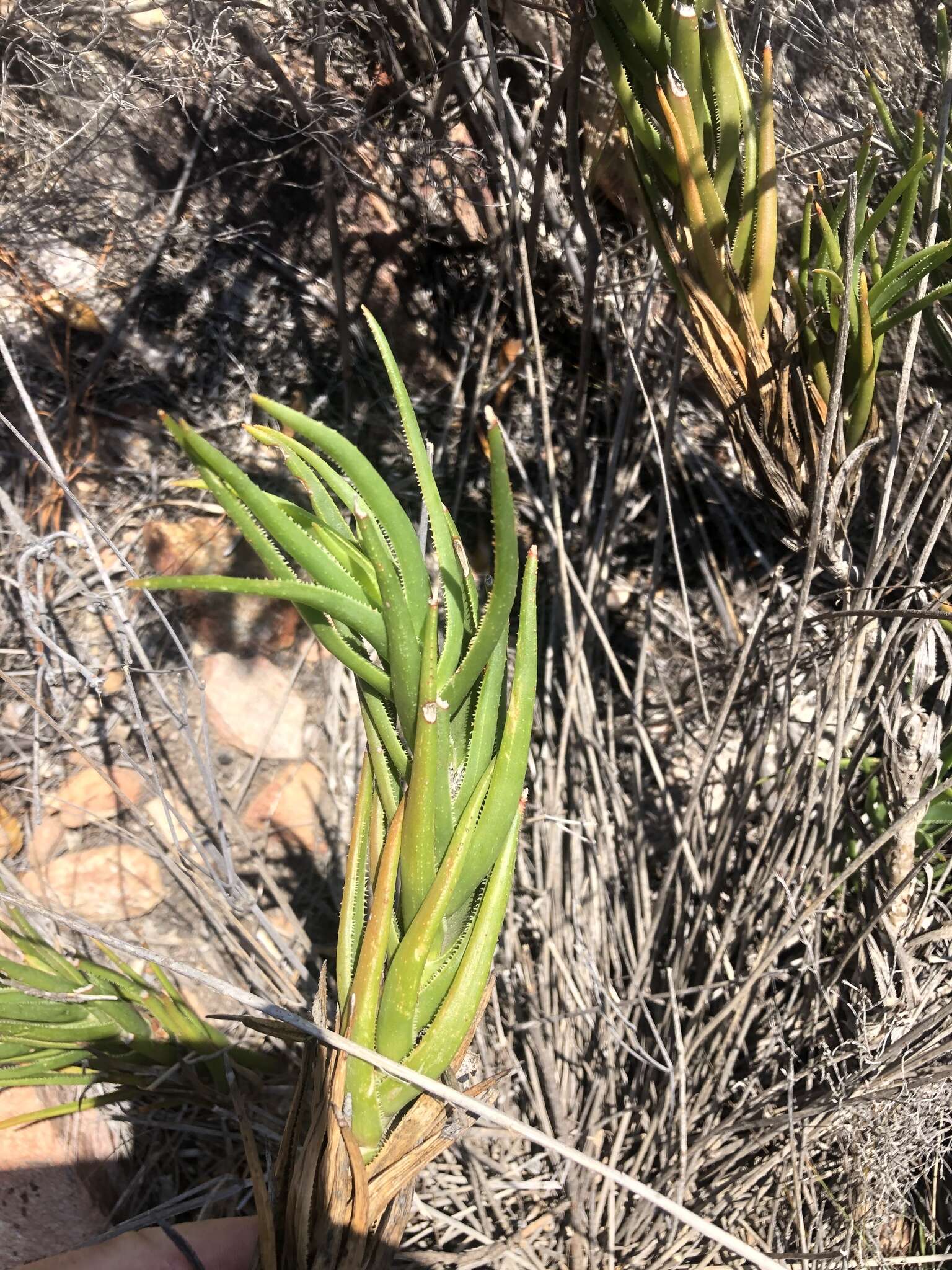 Aloiampelos decumbens (Reynolds) Klopper & Gideon F. Sm. resmi