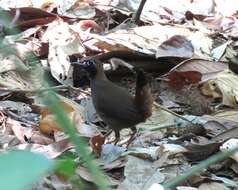 Image of Black-faced Antthrush