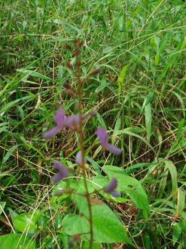 Слика од Desmodium axillare (Sw.) DC.